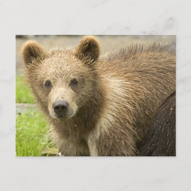 Postal Cahorro de Oso Pardo (Anverso)