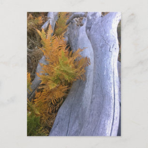 Postal Caída de Brackens Forestales