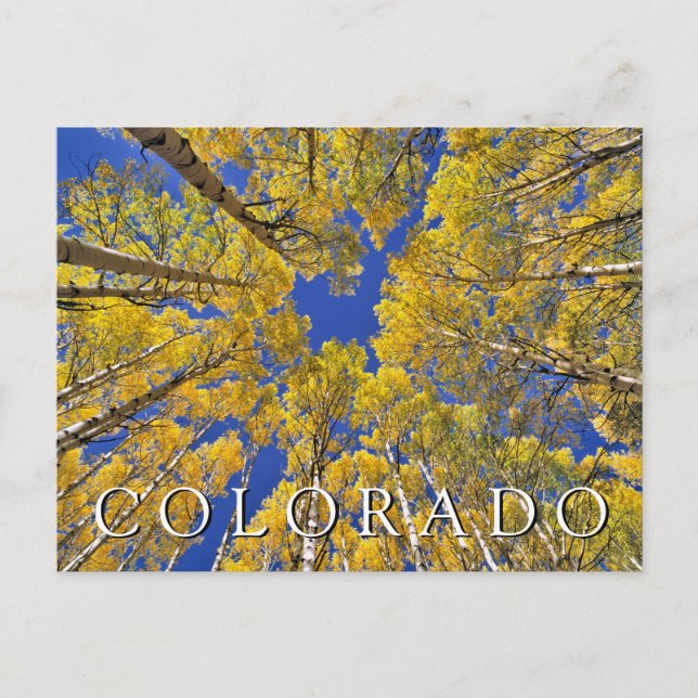 Postal Caída de Colorado | Bosque de álamos en otoño (Anverso)