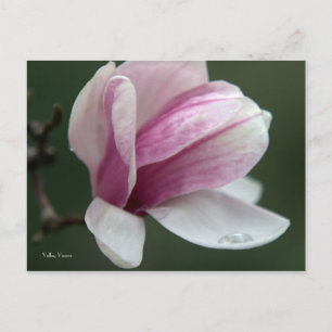 Postal Caída de la lluvia en Magnolia
