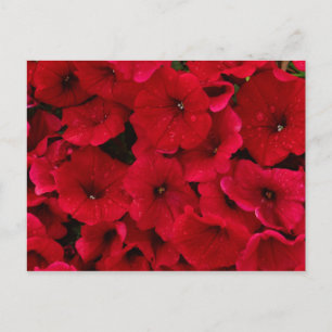 Postal Caída de Lluvia Roja Petunias