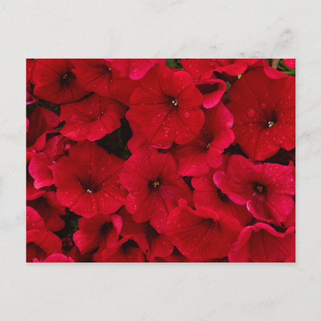 Postal Caída de Lluvia Roja Petunias (Anverso)