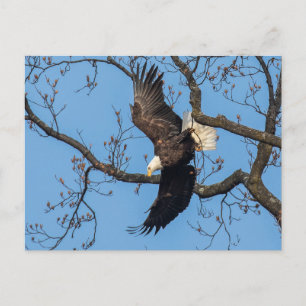 Postal Caída del Ala del Águila Calva