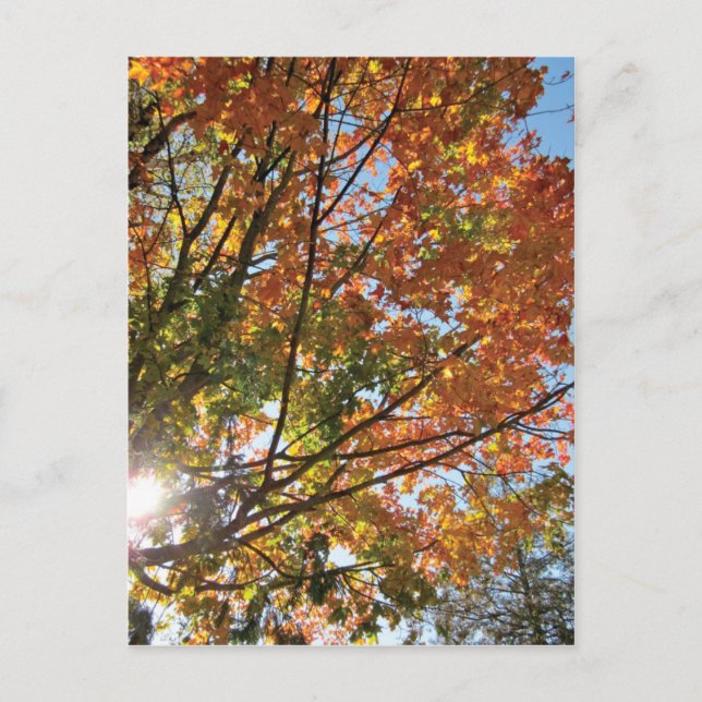 Postal Caída del condado de Door (Anverso)