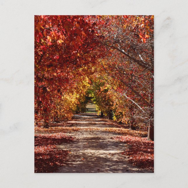 Postal Caída Dorada (Anverso)