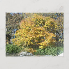 Postal Caída en el Medio Oeste