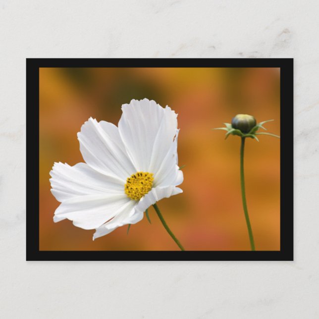 Postal Caída En North Conway New Hampshire (Anverso)