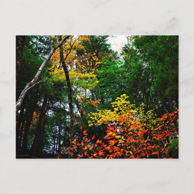 Postal Caída en nueva Inglaterra-postal (Anverso)