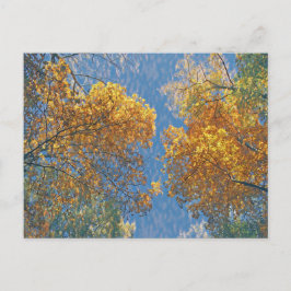 Postal Caída pálida