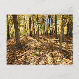 Postal Caída tardía en los bosques