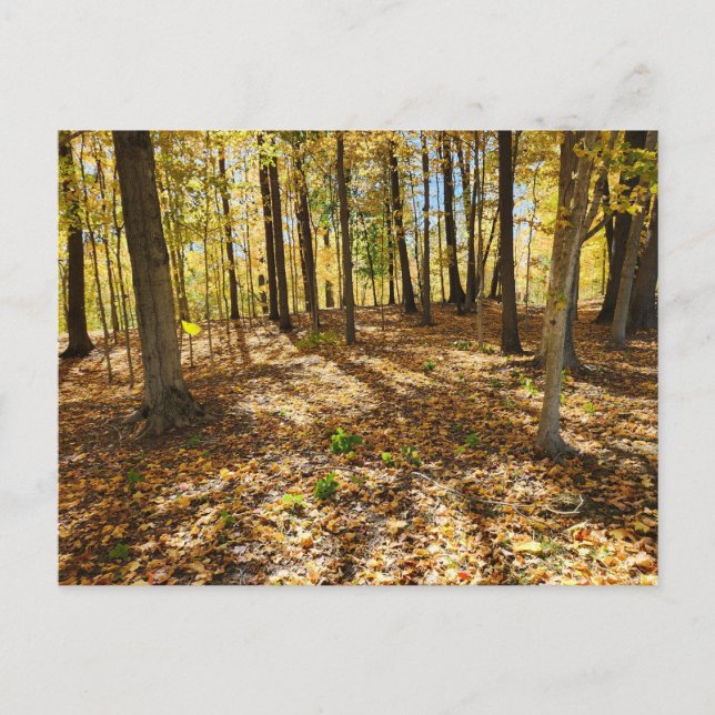 Postal Caída tardía en los bosques (Anverso)