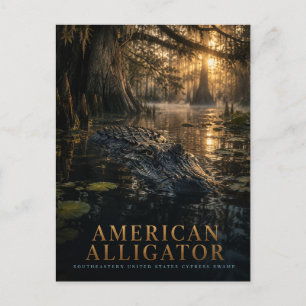 Postal Caimán Americano Ciénaga de Cipreses ANIMALES