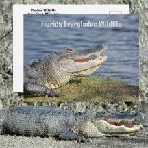 Caimán americano vida silvestre Everglades Florida