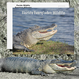 Postal Caimán americano vida silvestre Everglades Florida