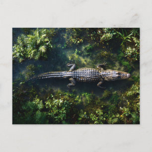 Postal Caimán en aguas poco profundas de humedal