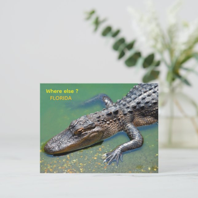 Postal Caimán en Florida (Anverso de pie)