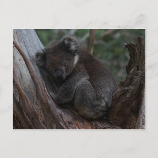 Postal Caimán Koala durmiendo en un árbol Australia