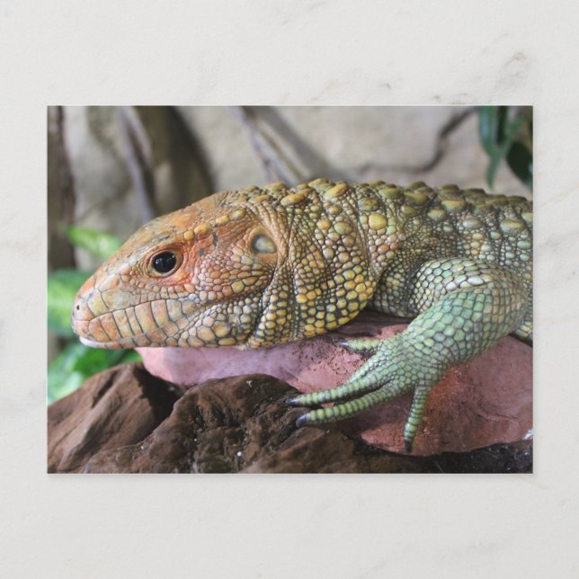 Postal Caiman Lizard # 1 (Anverso)