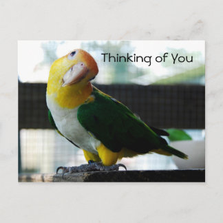 Postal Caique