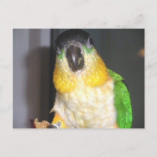 Postal Caique de cabeza negra (Anverso)