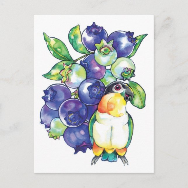 Postal Caique de cabeza negra con arándano (Anverso)