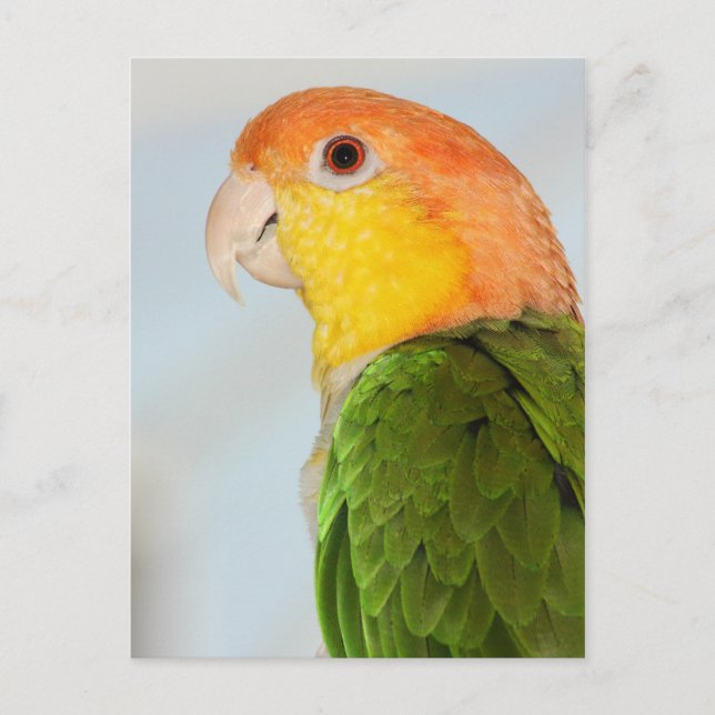 Postal Caique Parrot (Anverso)