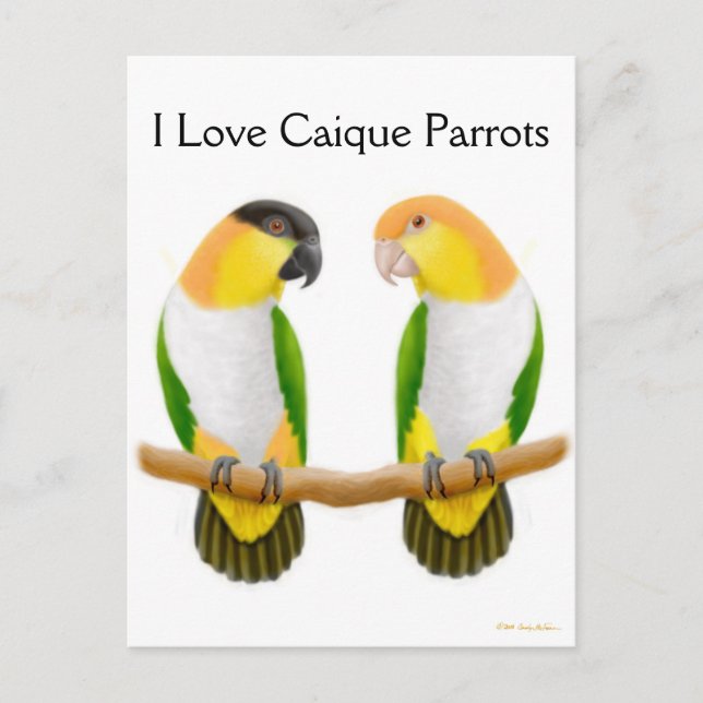 Postal Caique Parrot Love (Anverso)