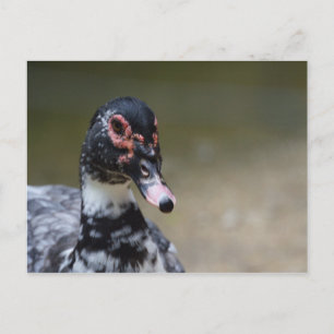 Postal Cairina moschata domestica