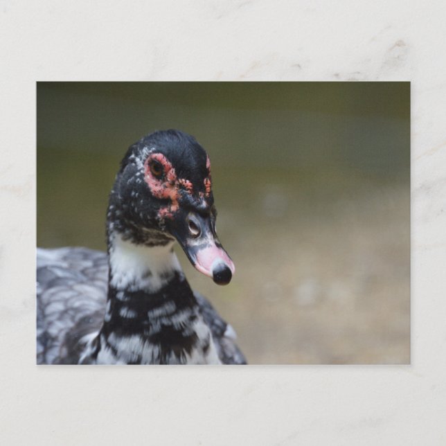 Postal Cairina moschata domestica (Anverso)