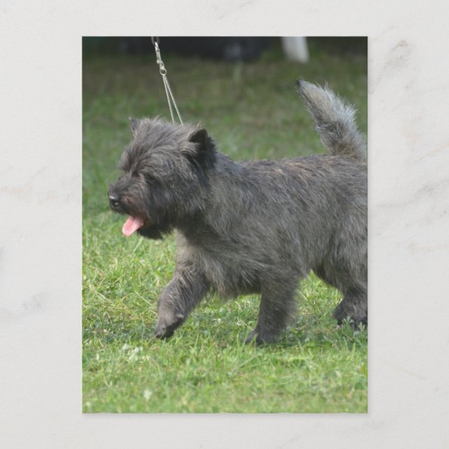 Postal Cairn Terrier (Anverso)