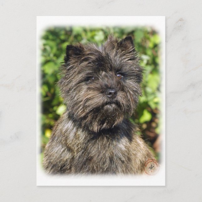 Postal Cairn Terrier 9W048D-142_2 (Anverso)
