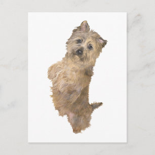 Postal Cairn Terrier de pie