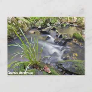 Postal Cairns Forest Australia Post Card