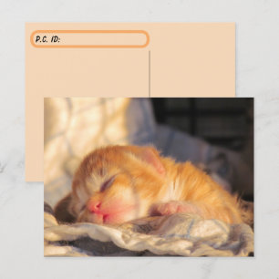 Postal Caja de identificación de gatito de gatito con pos