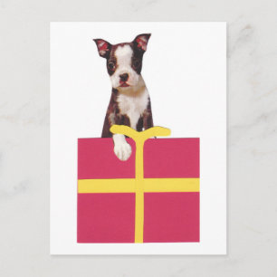 Postal Caja de Regalos de Boston Terrier