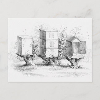 Postal Cajas de abejas ventilares Miel