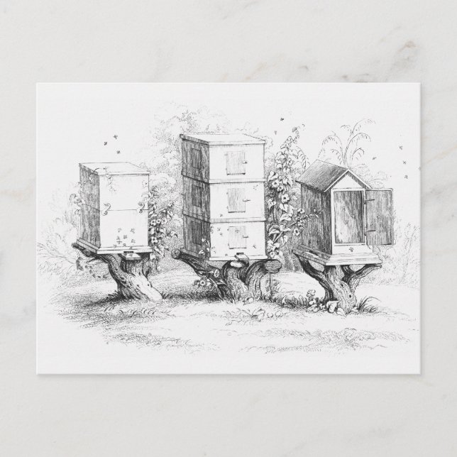 Postal Cajas de abejas ventilares Miel (Anverso)