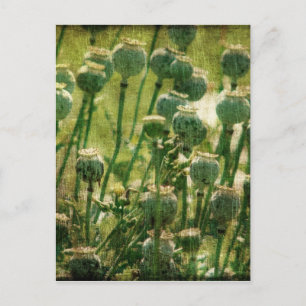 Postal Cajas De Semillas De Flor De Adormidera