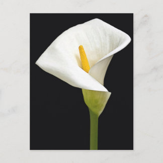 Postal Cala Lillies