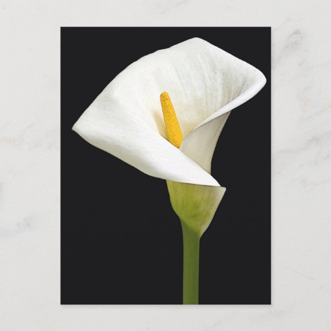 Postal Cala Lillies (Anverso)