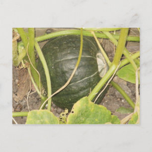 Postal Calabaza