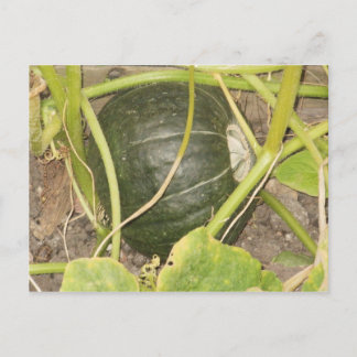 Postal Calabaza