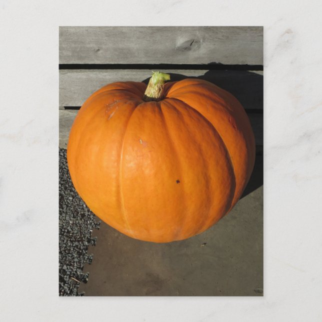 Postal Calabaza (Anverso)
