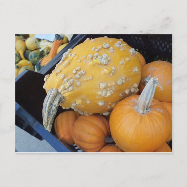 Postal Calabaza advertida (Anverso)