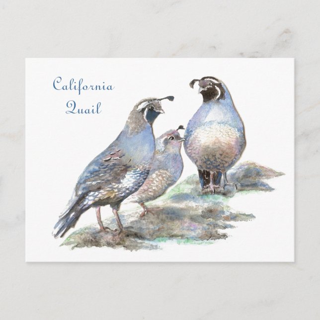Postal Calabaza de California, Ave, Naturaleza, Vida silv (Anverso)
