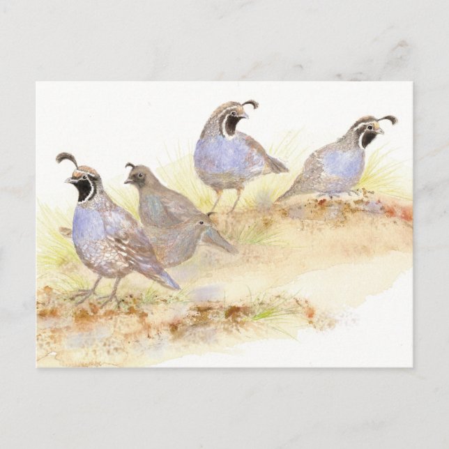 Postal Calabaza de California, aves, naturaleza, vida sil (Anverso)