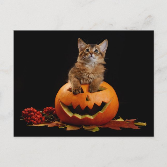 Postal Calabaza De Halloween Y Gatito Somalí (Anverso)