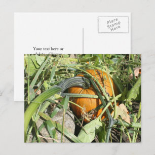 Postal Calabaza En La Fotografía De La Naturaleza Vina Pe
