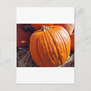 Postal Calabaza naranja