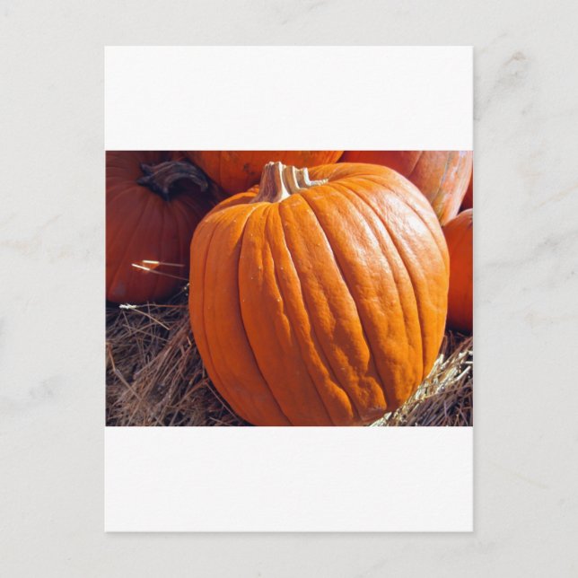 Postal Calabaza naranja (Anverso)